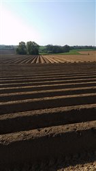 Plantation de pommes de terre - Virville